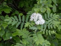 Sorbus aucuparia ssp. aucuparia Klosterängshöjden, Lund, Skåne, Sweden 20150608_0092