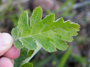 Sorbus hybrida - Finnish Whitebeam - Finnoxel