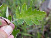 Sorbus hybrida Grodreservatet, Norra hamnen, Malmö, Skåne, Sweden 20160612_0073