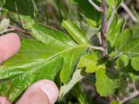 Sorbus hybrida Grodreservatet, Norra hamnen, Malmö, Skåne, Sweden 20160612_0076