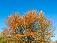 Sorbus intermedia Klagshamns udde, Malmö, Skåne, Sweden 20181012_0071