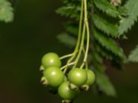 Sorbus koehneana Grimåsvägen, Rönning, Göteborg, Bohuslän, Sweden 20190717_0213