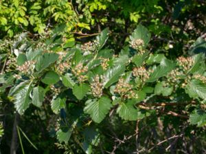 Sorbus mougeotii - Vosges Whitebeam - Häckoxel