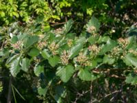 Sorbus mougeotii Hamnutfyllnaden, Halmstad, Halland, Sweden 20190606_0133