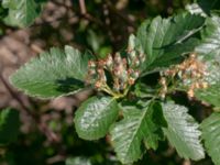 Sorbus mougeotii Hamnutfyllnaden, Halmstad, Halland, Sweden 20190606_0134