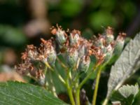 Sorbus mougeotii Hamnutfyllnaden, Halmstad, Halland, Sweden 20190606_0136