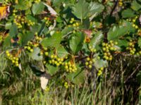 Sorbus mougeotii Hamnutfyllnaden, Halmstad, Halland, Sweden 20190805_0145