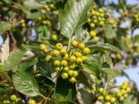 Sorbus mougeotii Hamnutfyllnaden, Halmstad, Halland, Sweden 20190805_0146