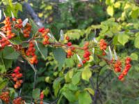 Sorbus mougeotii Valenciagatan, Malmö, Skåne, Sweden 20190907_0053