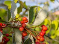 Sorbus mougeotii Valenciagatan, Malmö, Skåne, Sweden 20190907_0054