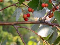 Sorbus mougeotii Valenciagatan, Malmö, Skåne, Sweden 20190907_0058