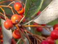 Sorbus mougeotii Valenciagatan, Malmö, Skåne, Sweden 20190907_0059