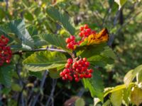 Sorbus mougeotii Valenciagatan, Malmö, Skåne, Sweden 20210905_0022