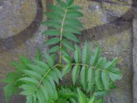 Sorbus ulleungensis Carl Skottsbergs gata, Göteborg, Västergötland, Sweden 20190716_0401