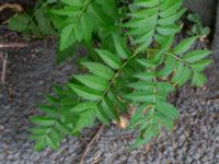 Sorbus ulleungensis Carl Skottsbergs gata, Göteborg, Västergötland, Sweden 20190716_0402