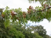 Sorbus ulleungensis Carl Skottsbergs gata, Göteborg, Västergötland, Sweden 20190716_0403