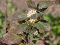 Spiraea betulifolia Lindängelunds rekreationsområde, Malmö, Skåne, Sweden 20160925_0036