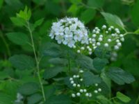 Spiraea chamaedryfolia Kummeln, Lyckeby, Karlskrona, Blekinge, Sweden 20170525_0277