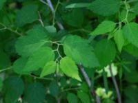 Spiraea chamaedryfolia Kummeln, Lyckeby, Karlskrona, Blekinge, Sweden 20170525_0278