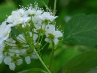 Spiraea chamaedryfolia Kummeln, Lyckeby, Karlskrona, Blekinge, Sweden 20170525_0279