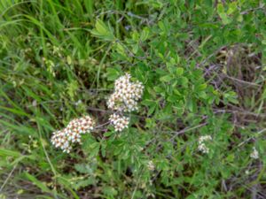 Spiraea crenata - Altaispirea