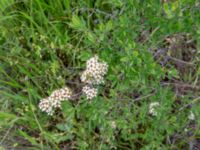 Spiraea crenata ssp. crenata David Gareji Monastery, Kakheti, Georgia 20180429_2962