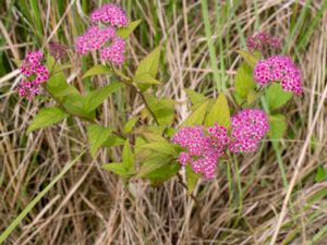 Spiraea japonica - Japanese Meadowsweet - Praktspirea