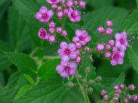 Spiraea japonica Baragatan; Johanneslust, Malmö, Skåne, Sweden 20190909_0046