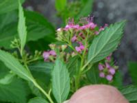 Spiraea japonica Baragatan; Johanneslust, Malmö, Skåne, Sweden 20190909_0047