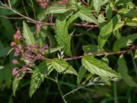 Spiraea japonica Björka, Helsingborg, Skåne, Sweden 20240601_0015