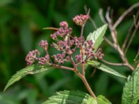 Spiraea japonica Björka, Helsingborg, Skåne, Sweden 20240601_0016