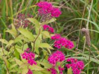 Spiraea japonica Klosterängshöjden, Lund, Skåne, Sweden 20170710_0108