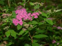 Spiraea japonica Rannebergsvägen, Angered, Göteborg, Västergötland, Sweden 20190716_0507