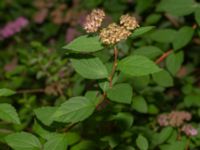 Spiraea japonica Rannebergsvägen, Angered, Göteborg, Västergötland, Sweden 20190716_0508