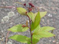 Spiraea japonica Särlagatan, Malmö, Skåne, Sweden 20210607_0051