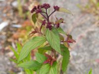 Spiraea japonica Särlagatan, Malmö, Skåne, Sweden 20210607_0053