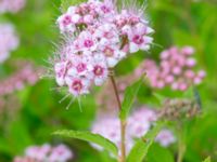 Spiraea japonica Sege by, Burlöv, Malmö, Skåne, Sweden 20230616_0028