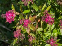 Spiraea japonica Strandhem, Bunkeflo strandängar, Malmö, Skåne, Sweden 20170706_0009