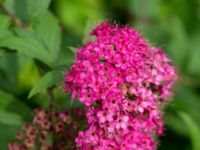 Spiraea japonica Svanetorpsvägen, Åkarp, Lomma, Skåne, Sweden 20160711_0025