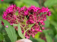 Spiraea japonica Svanetorpsvägen, Åkarp, Lomma, Skåne, Sweden 20160711_0026