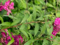 Spiraea japonica Svanetorpsvägen, Åkarp, Lomma, Skåne, Sweden 20160711_0029