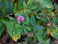 Spiraea japonica Utkast SO Stångby, Lund, Skåne, Sweden 20211114_0031