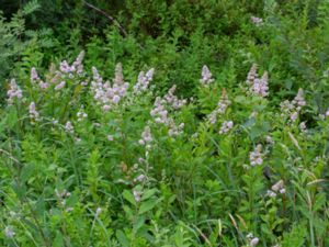 Spiraea latifolia - Broadleaf Meadowsweet - Bredspirea