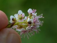 Spiraea latifolia 500 m NNE Hansagård, Laholm, Halland, Sweden 20190715_0555