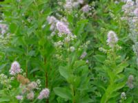 Spiraea latifolia 500 m NNE Hansagård, Laholm, Halland, Sweden 20190715_0558