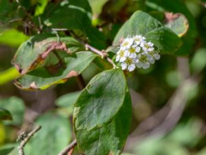 Spiraea media - Fransspirea