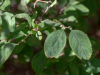 Spiraea media Björket, Västra Ljungby, Kristianstad, Skåne, Sweden 20180914_0140