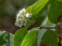 Spiraea media Björket, Västra Ljungby, Kristianstad, Skåne, Sweden 20180914_0144