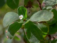 Spiraea media Björket, Västra Ljungby, Kristianstad, Skåne, Sweden 20180914_0146