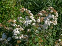 Spiraea media Hamnutfyllnaden, Halmstad, Halland, Sweden 20190606_0108